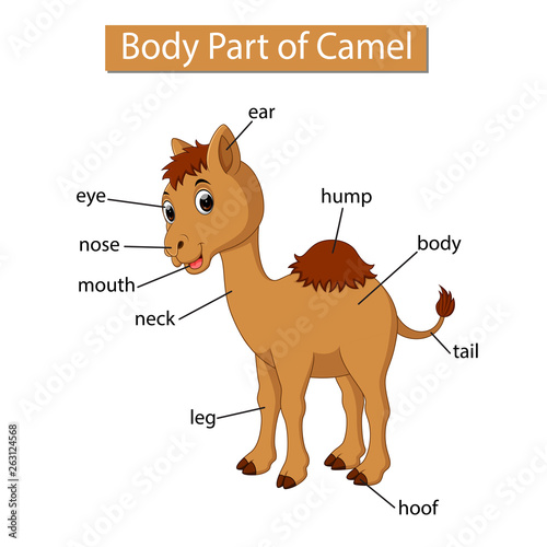 Diagram showing body part of camel