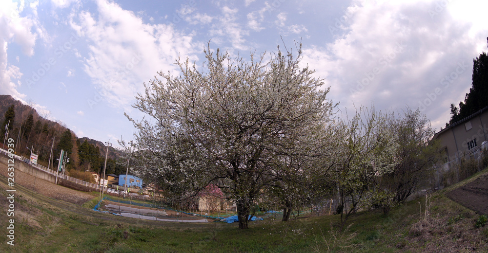Cherry blossoms in Japan Cherry blossoms in Japan