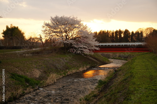 Cherry blossoms in Japan photo