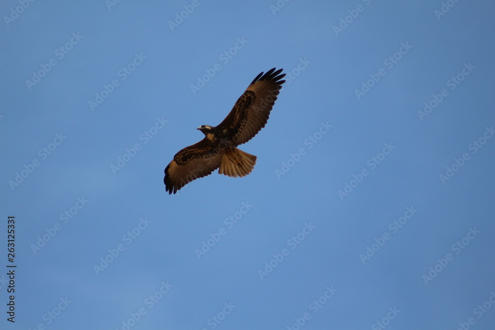 Fototapeta premium Aguila Sobrevuelo II