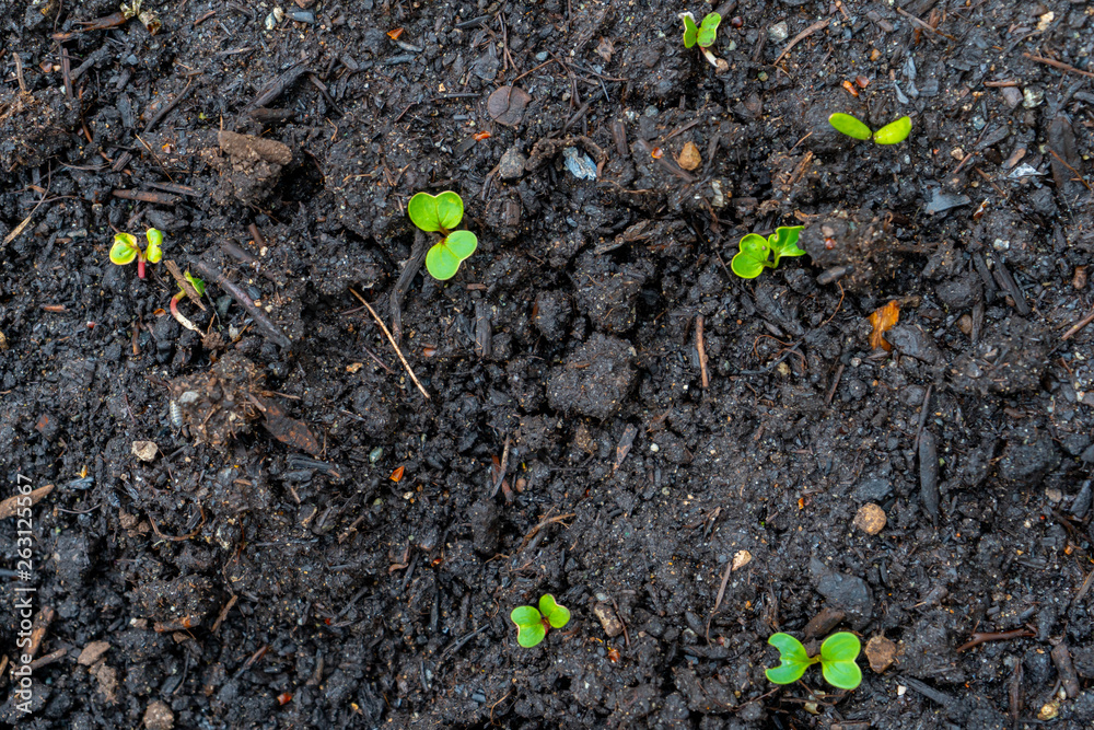 Radish seedling sprouts (shoots) growing out of dark compost soil in a real garden, in the early spring. Shows bright green leaves and some red stems. Red radish, from the brassica vegetable family. Radish seedling sprouts (shoots) growing out of dark compost soil in a real garden, in the early spring. Shows bright green leaves and some red stems. Red radish, from the brassica vegetable family.