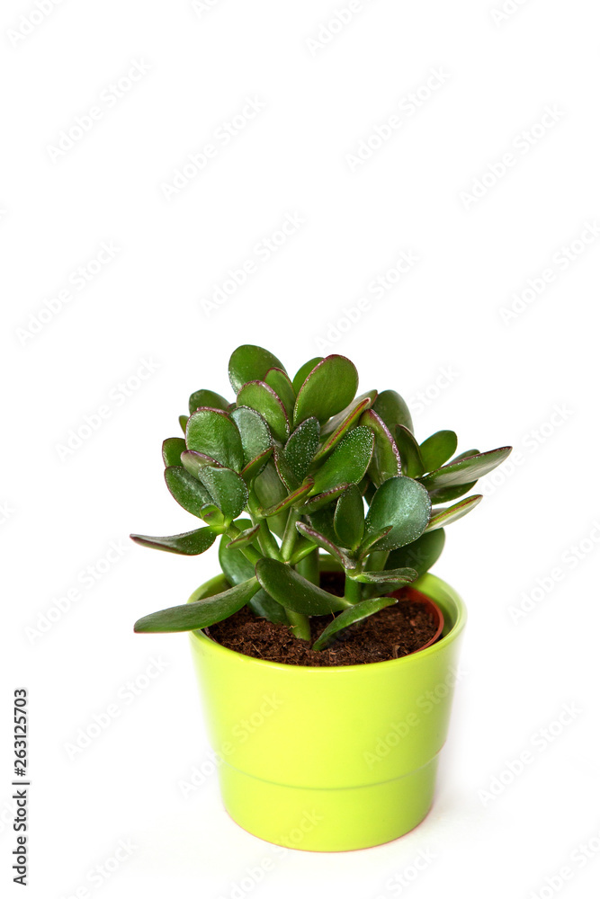 plant, called money tree, on a white background