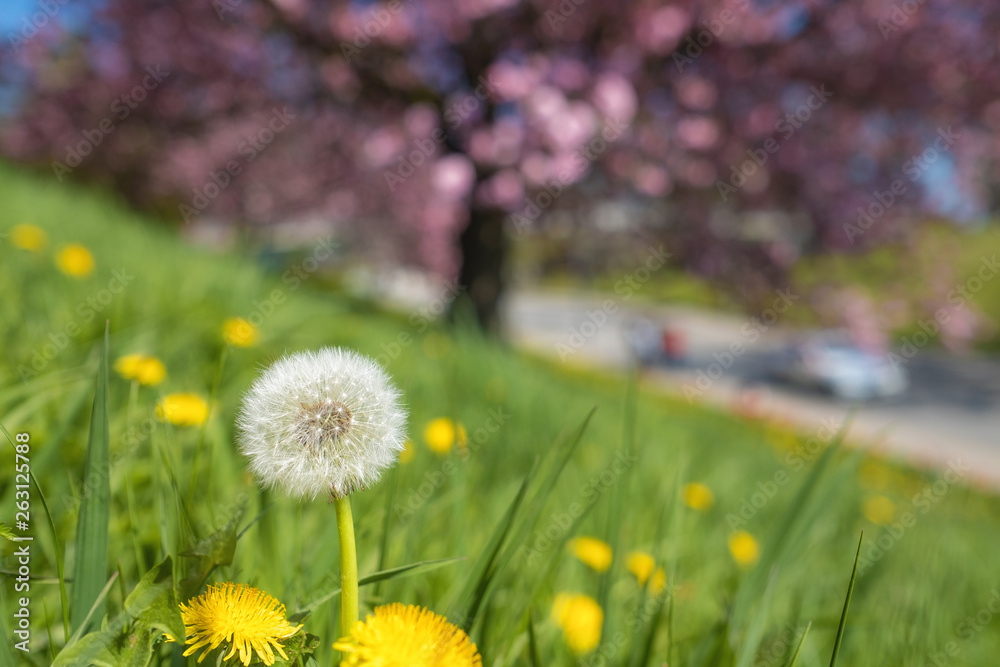 Obraz premium Spring flowers field
