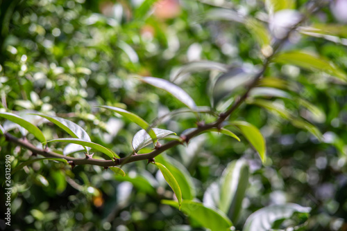 green leaves