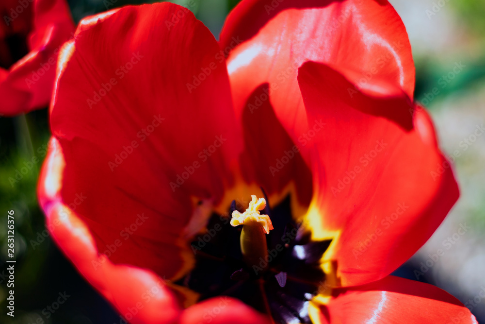 Close up on the pistil and stamens of the red tulip.