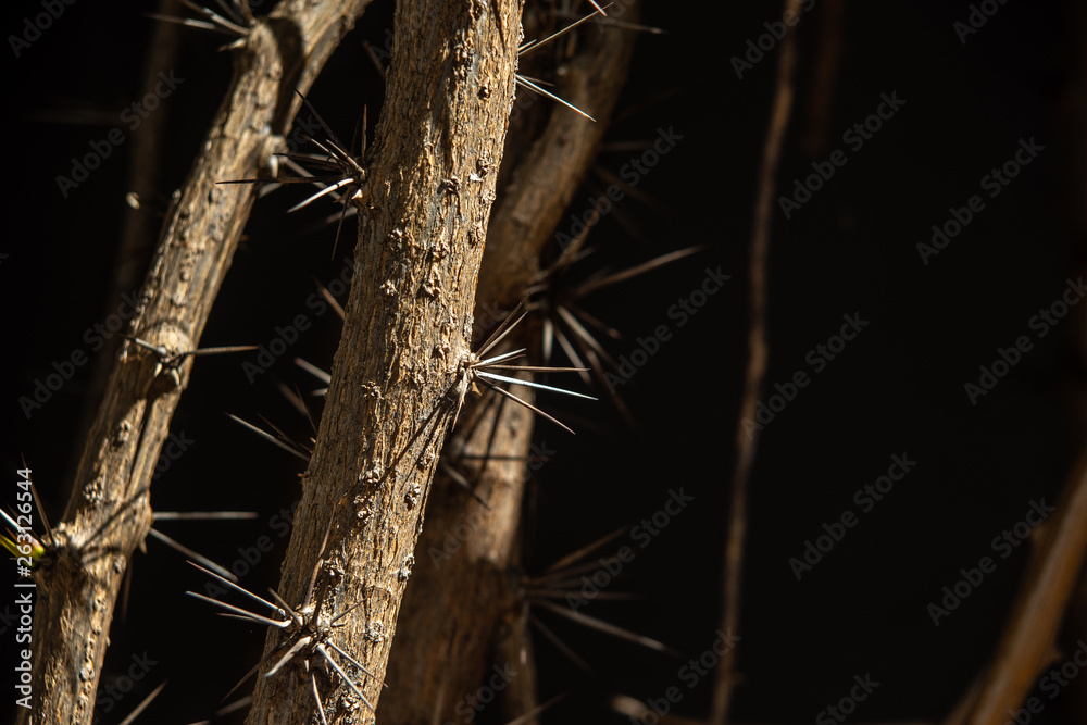 thorny branches thorny branches