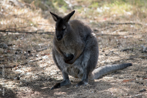 a brush tailed rock wallaby