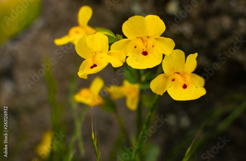 Wild Yellow Monkeyflowers