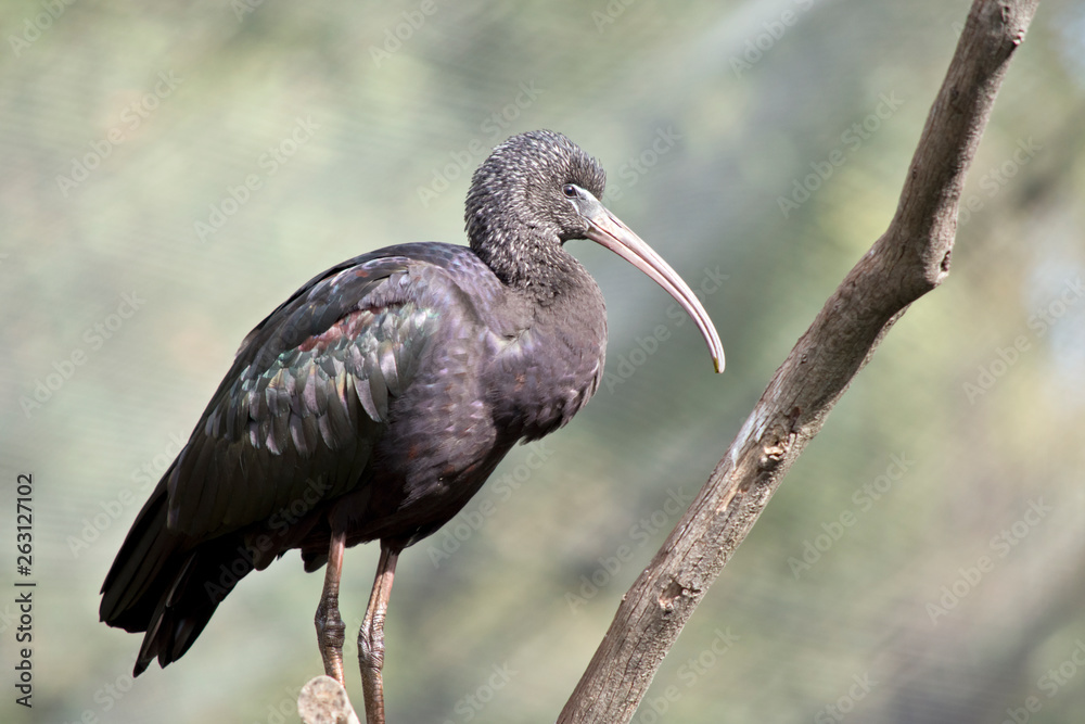 Fototapeta premium this is a glossy ibis