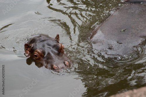 hippo in water © Bérlin