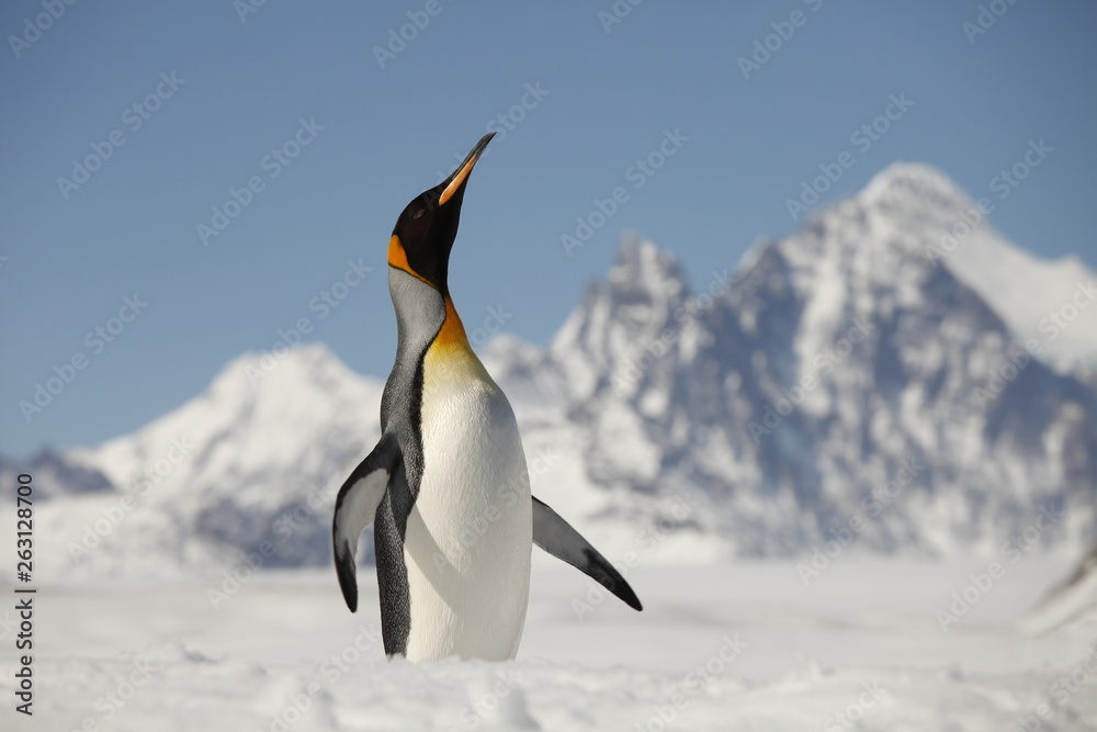 Fototapeta premium King Penguin on South Georgia Island