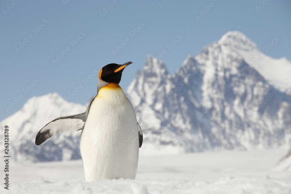 king penguin on south georgia island
