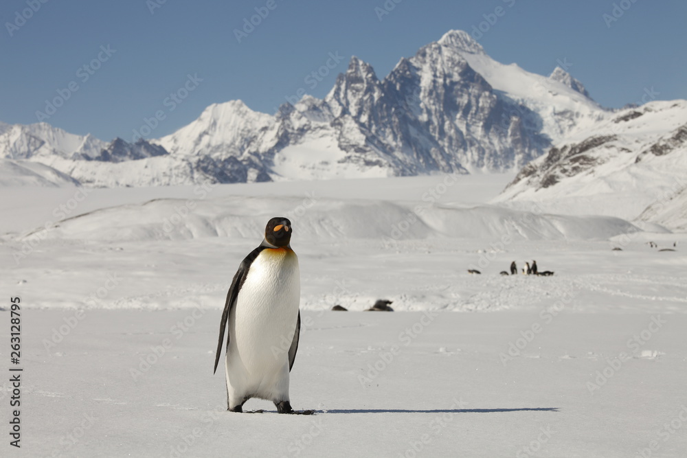 king penguin walking on south georgia island