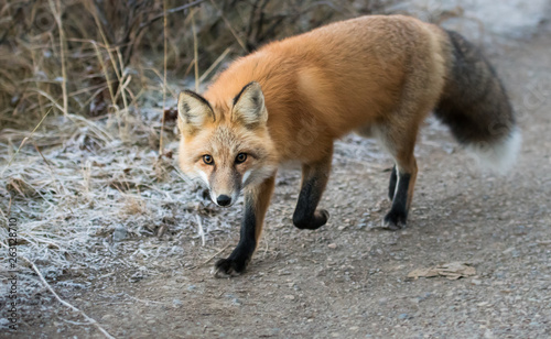 Red fox in the wild © Jillian