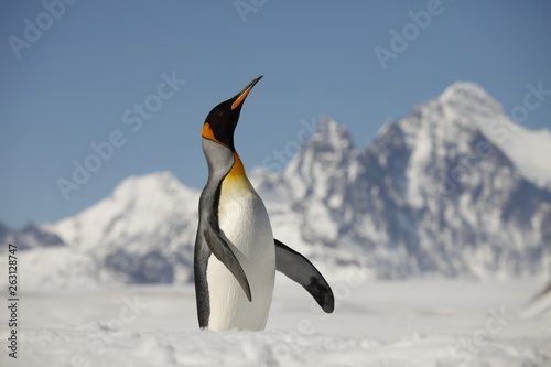 King Penguin on South Georgia Island