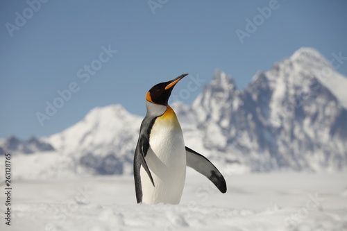 King penguin on south georgia island