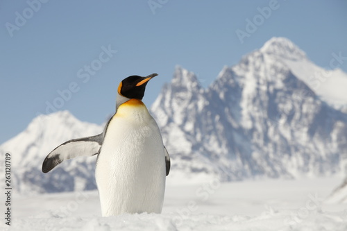 king penguin on south georgia island
