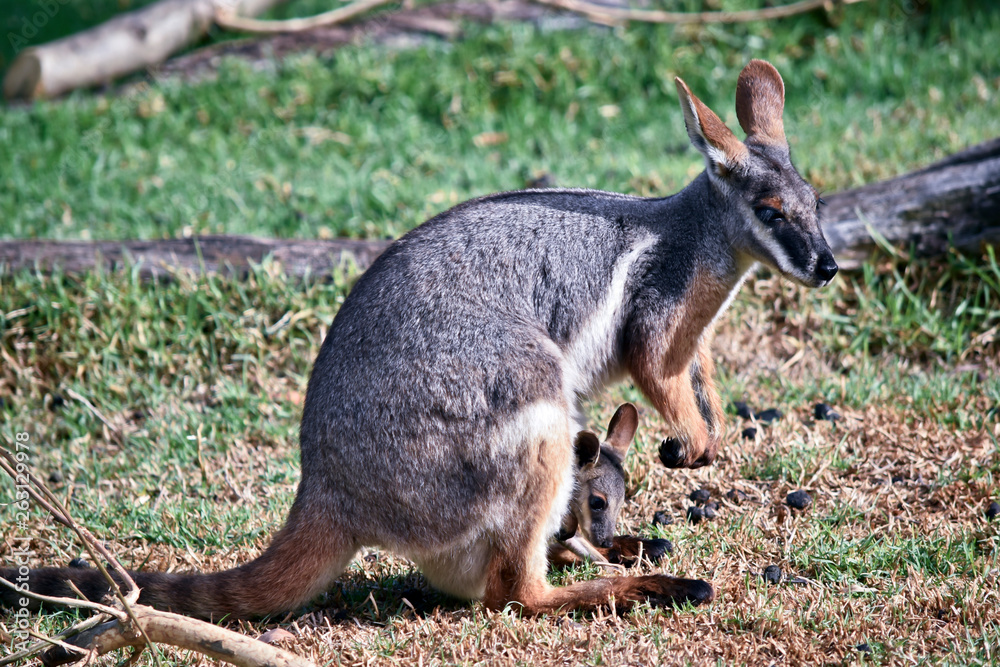 a yellow footed rock wallaby and her joey a yellow footed rock wallaby and her joey