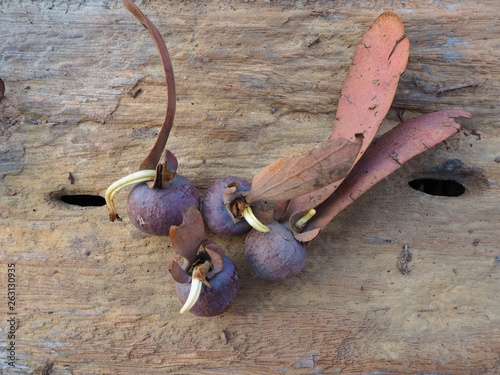 Hairy Keruing seeds. photo