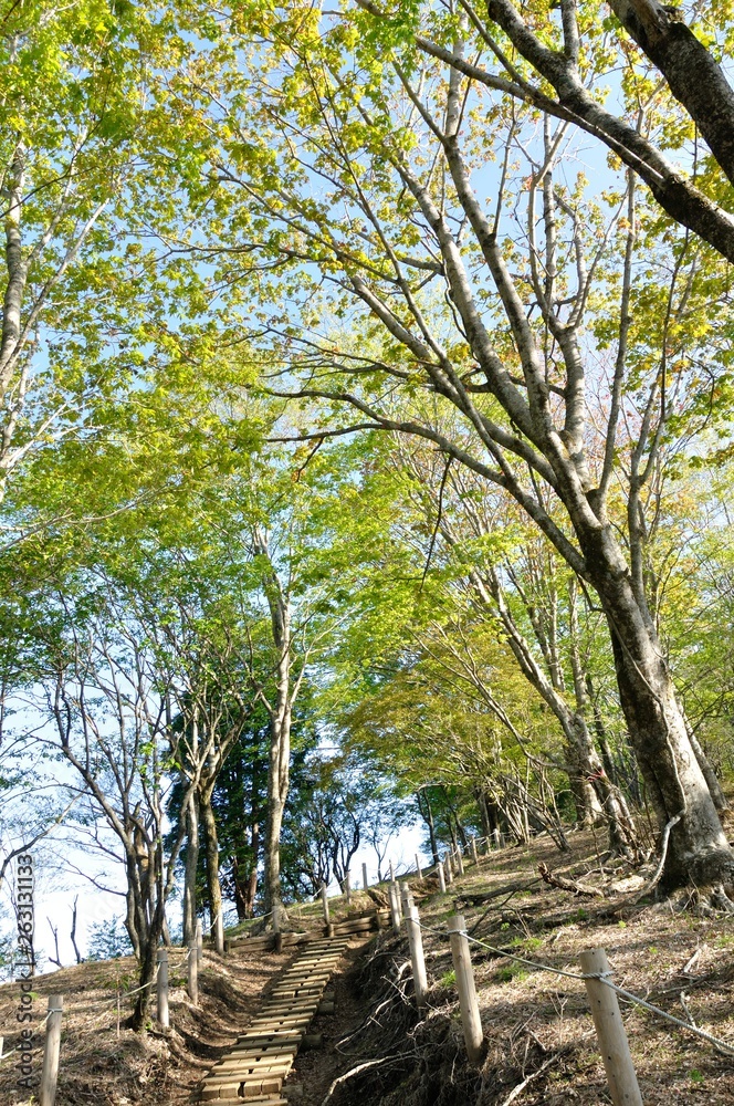 Fototapeta premium 新緑の鍋割山稜