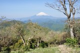 春の鍋割山より富士山