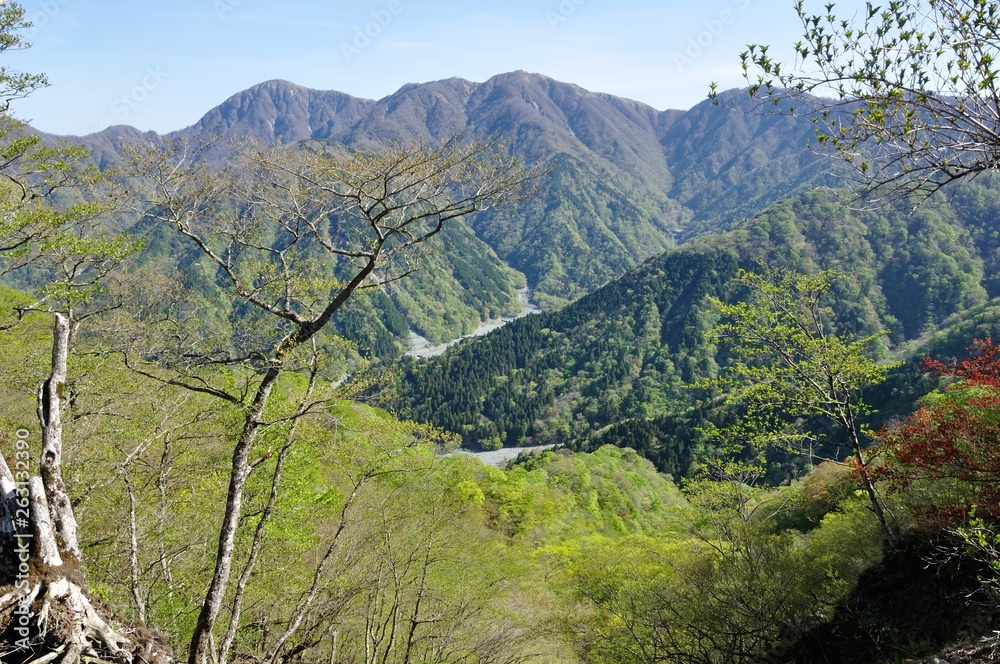 Obraz premium 芽吹きのブナ