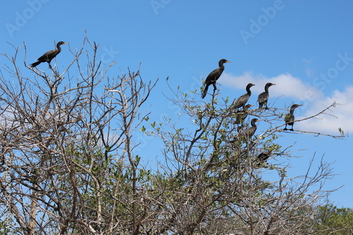 Patos negros en rama