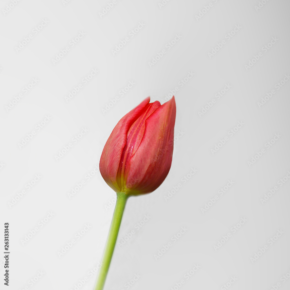 tulip tulip