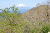 富士山にダケカンバ新緑