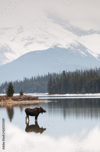 Moose in the wild photo