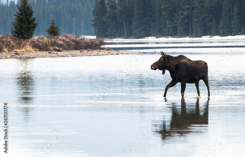 Moose in the wild © Jillian