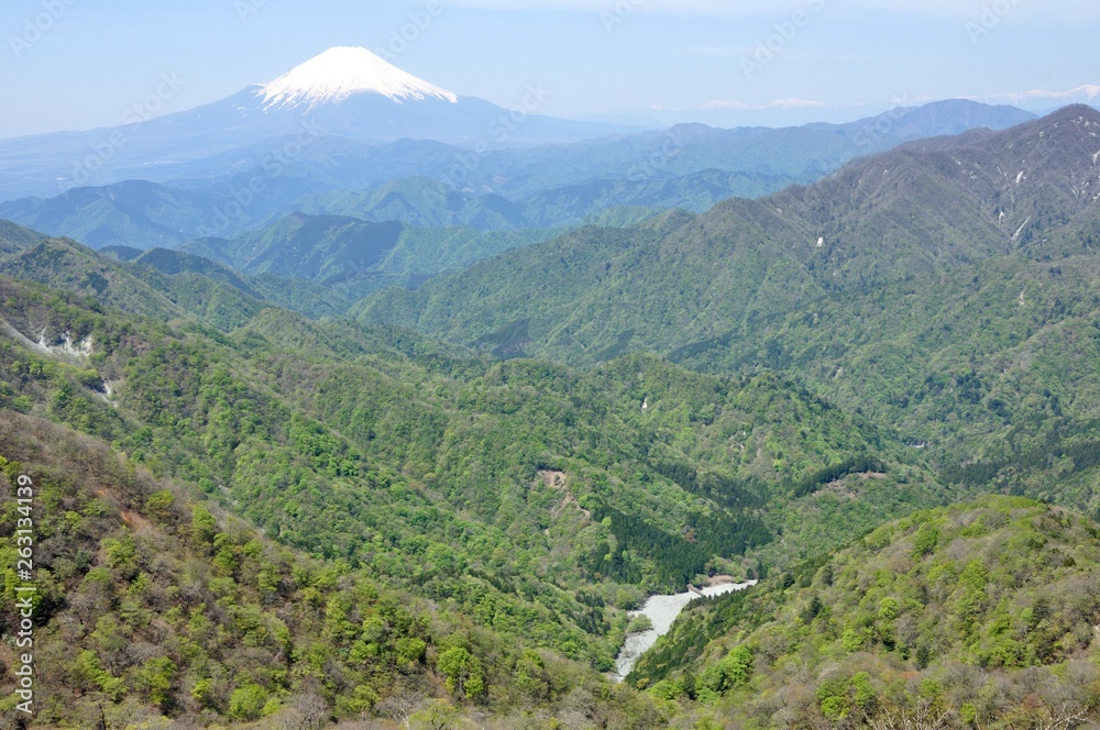 塔ノ岳からの展望 新緑と富士山
