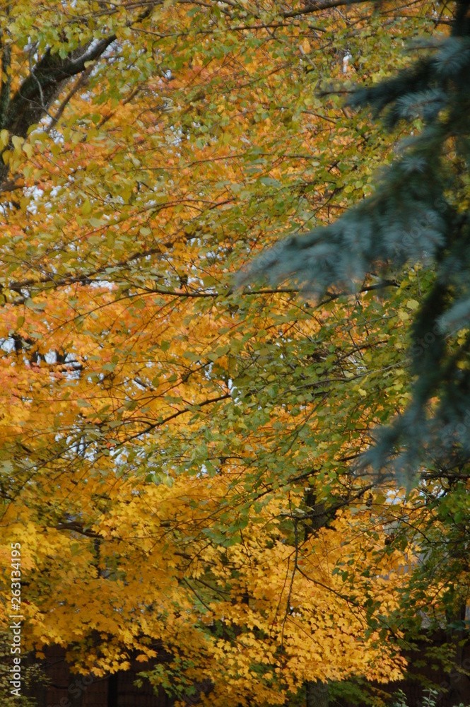 pine2gold pine2gold
