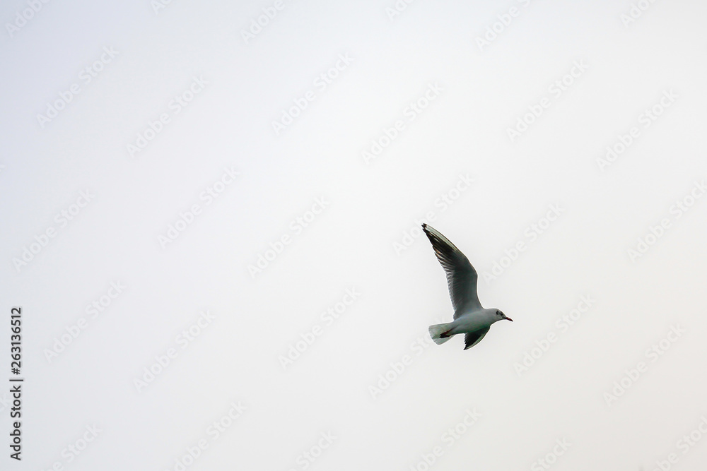 Obraz premium flying seagull