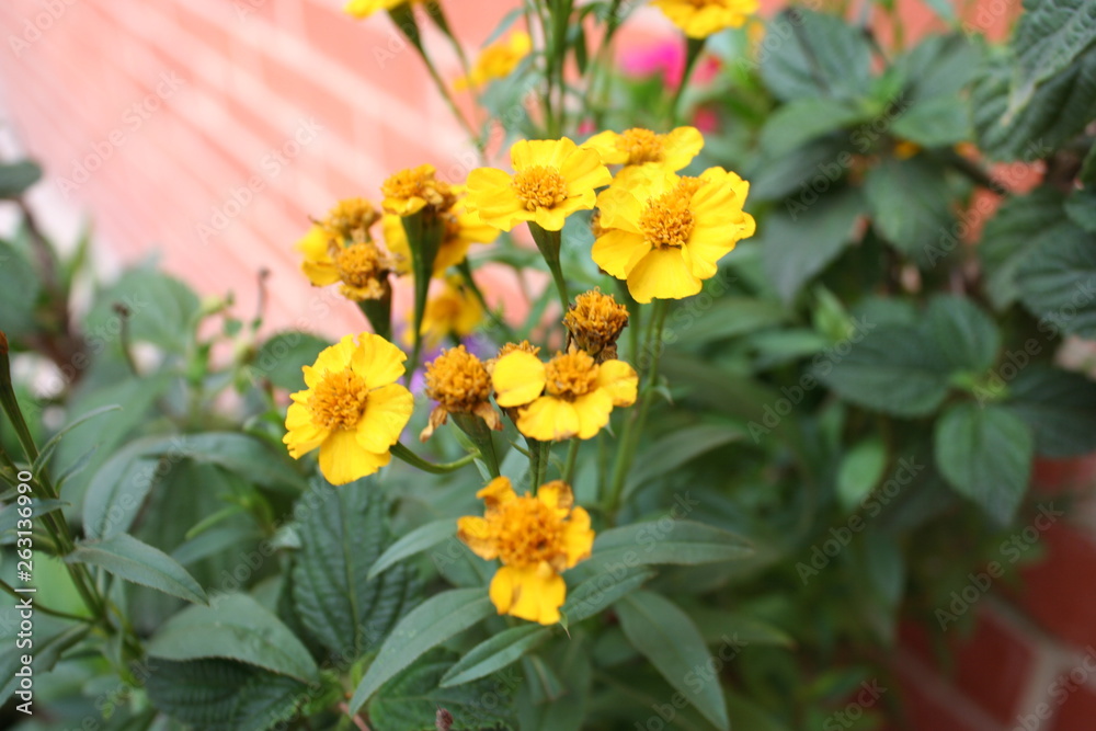 FLORES AMARILLO FLORES AMARILLO