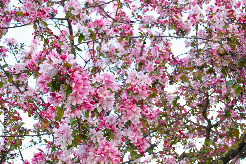 blooming cherry tree in spring