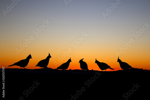 silhouette of the crested pigeon Australian bird with sunset sky