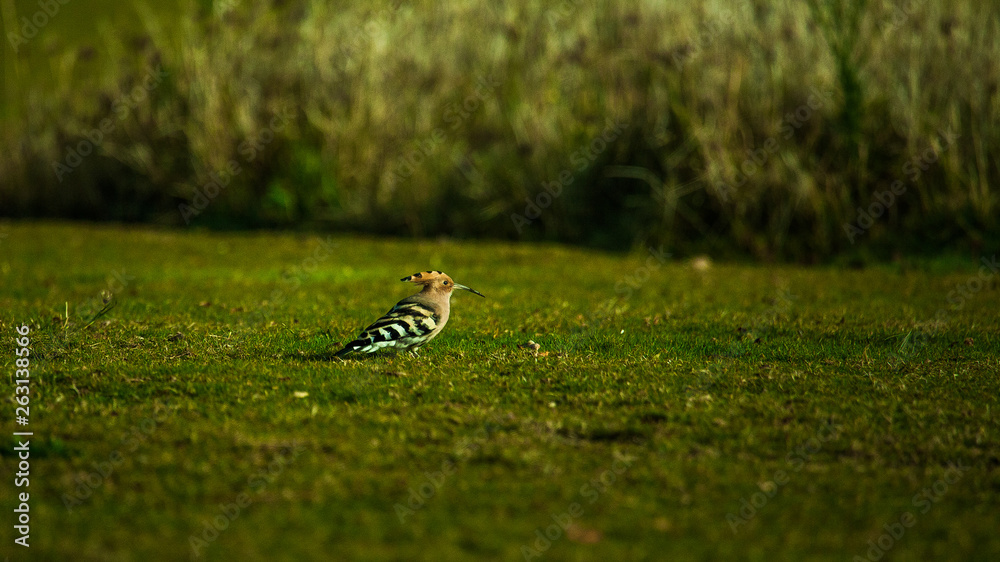Obraz premium bird in the grass