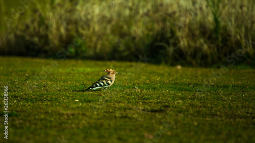 bird in the grass © Parakkal Navab