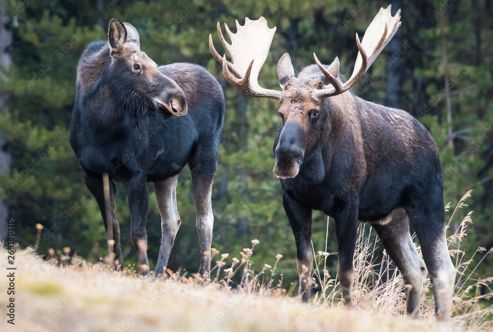 Fototapeta premium Moose in the wild