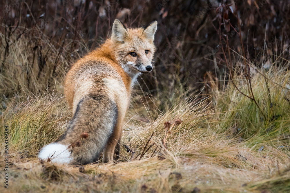 Red fox in the wild Red fox in the wild