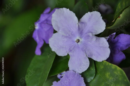 ニオイバンマツリ（匂蕃茉莉）の花