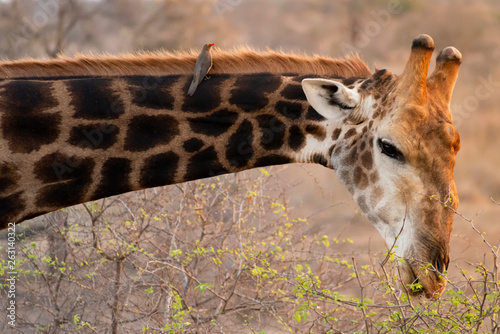Canvas Print Giraffe in South Africa