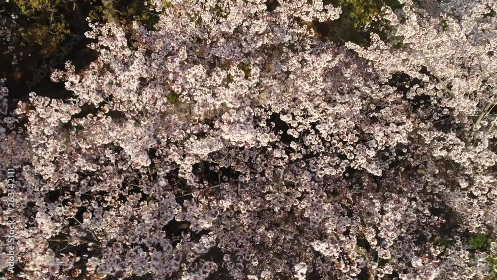 sakura3 sakura3
