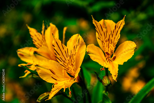 amancay Alstroemeria aurea  flower