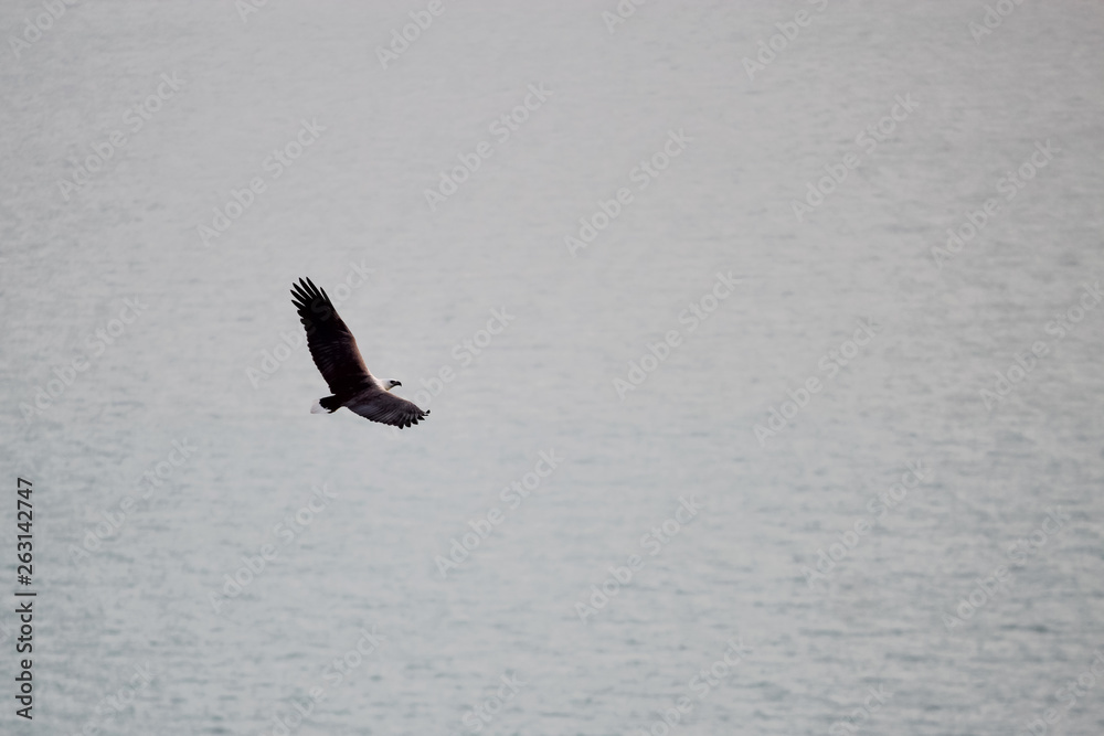 Aerial view of White-bellied Sea Eagle, Birds flying in the sky against a background of the sea