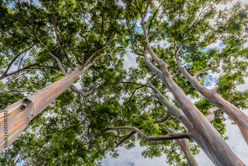 Colorful and Tall Rainbow Eucalyptus Trees on Oahu, Hawaii photo