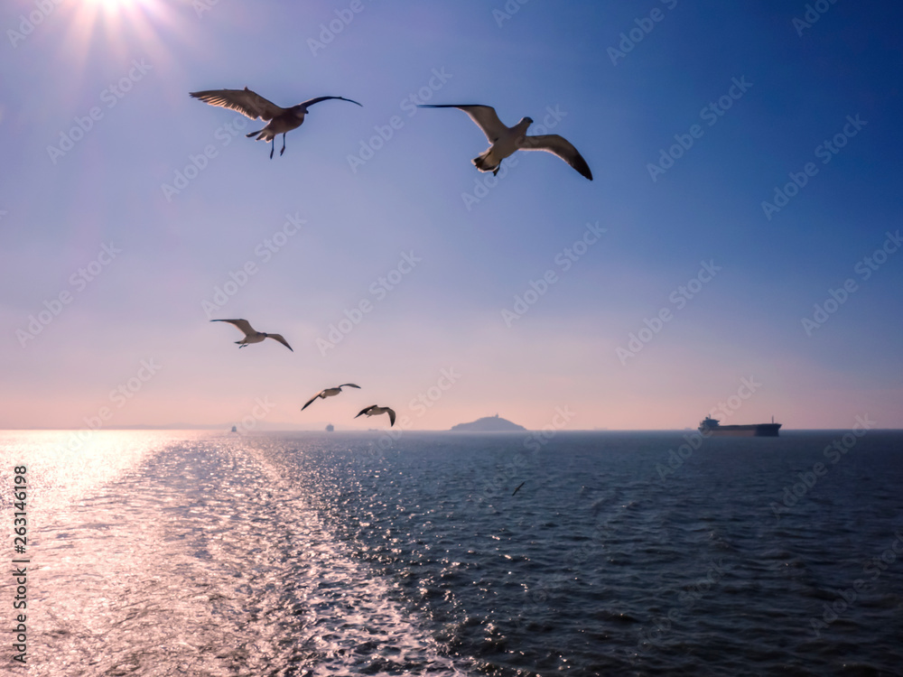 Seagulls on the sea, under the blue sky