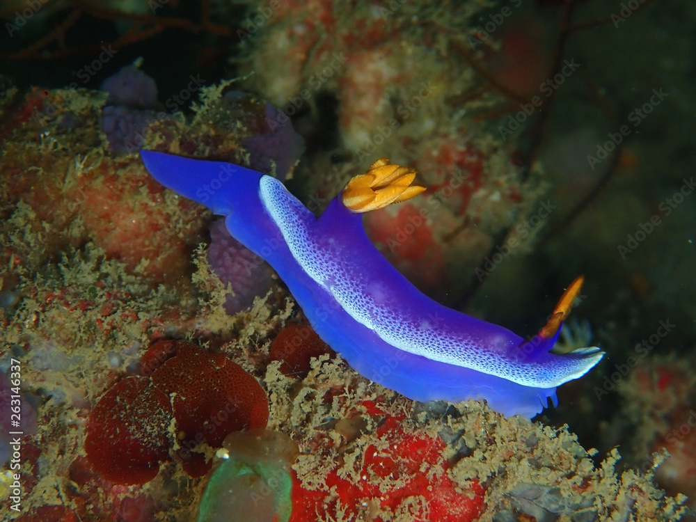 Obraz premium Closeup and macro shot of nudibranch Hypselodoris apolegma is a species of colourful sea slug or dorid nudibranch, a marine gastropod mollusk in the family Chromodorididae.