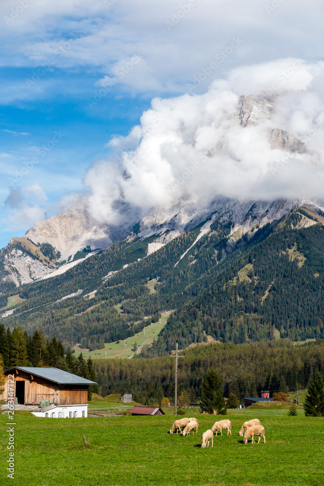 Sheep farm with pine forest and big mountain in the background, blue sky with clouds, Ehrwald, Tyrol, Austria
